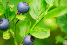 the-bountiful-benefits-of-bilberry